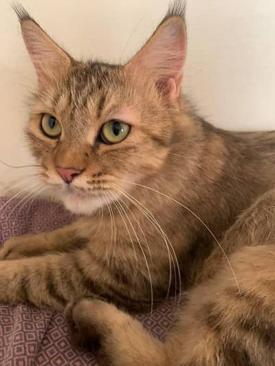 female cat Siri