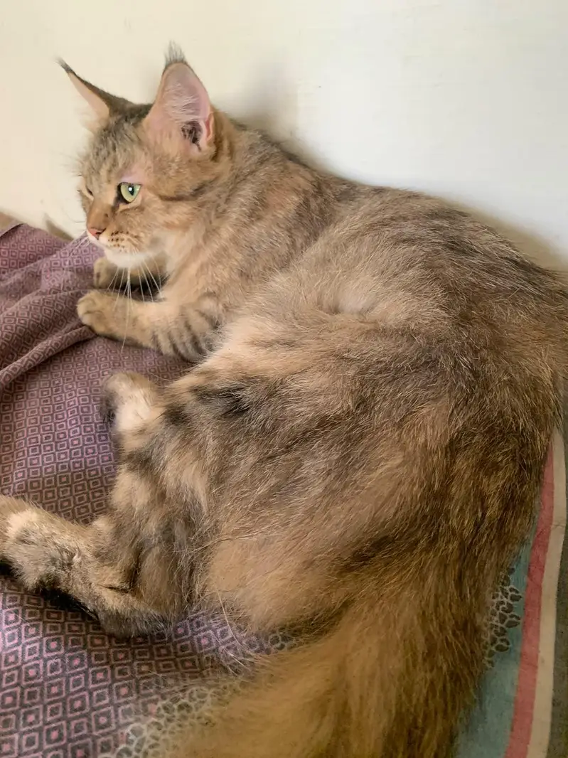 female cat Siri — photo 2