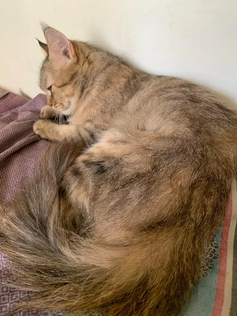 female cat Siri — photo 3