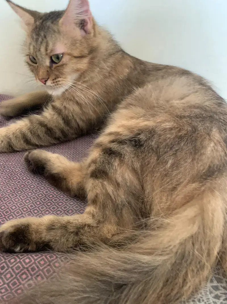 female cat Siri — photo 4