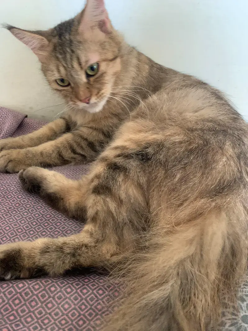 female cat Siri — photo 5