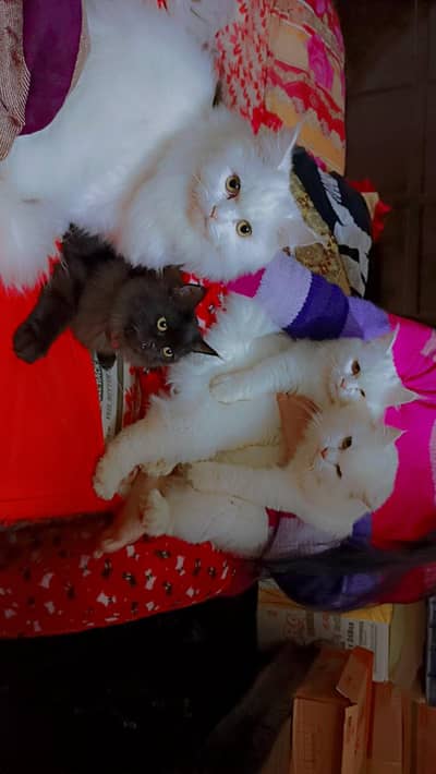 Triple coated Black cokor Persian cat