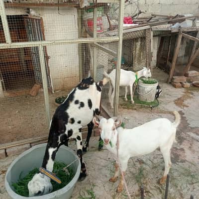 gote for sale