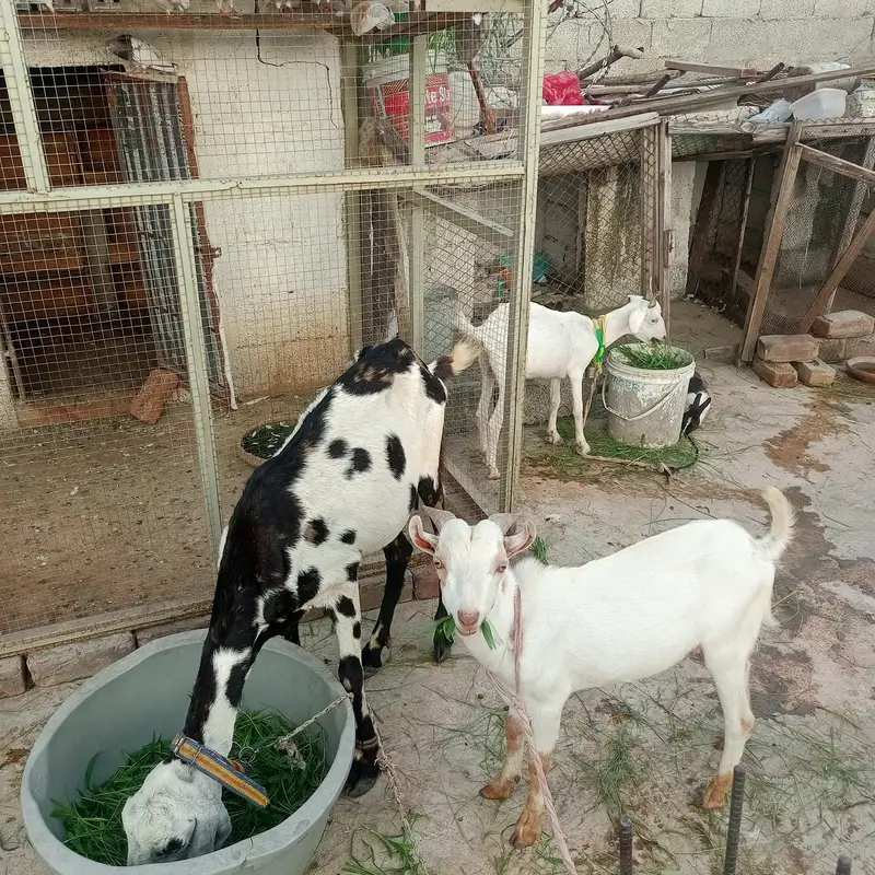gote for sale