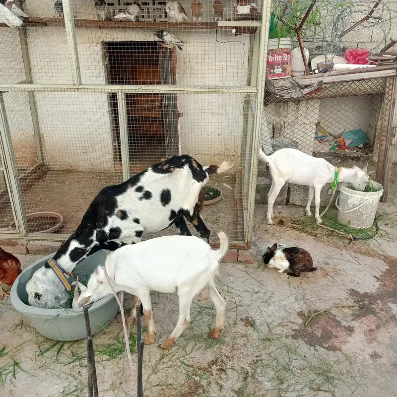 gote for sale — photo 2