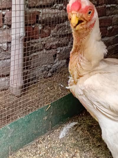 pure Indian parat beek female for sale hy