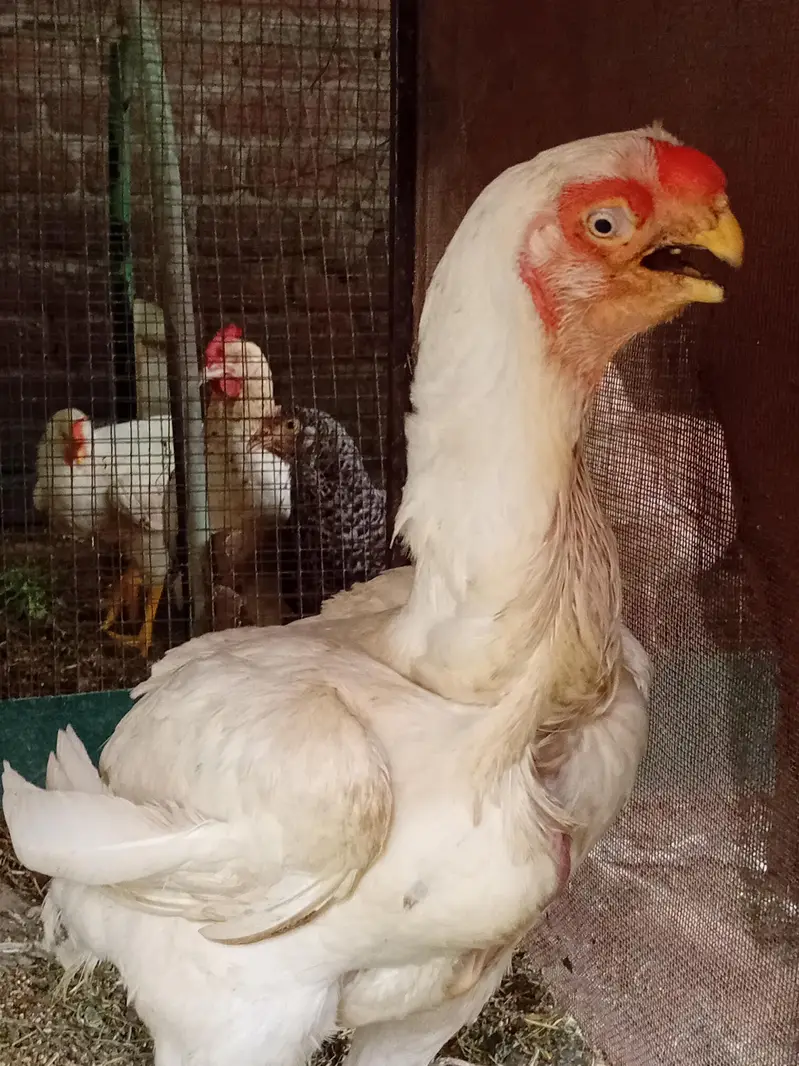 pure Indian parat beek female for sale hy — photo 2
