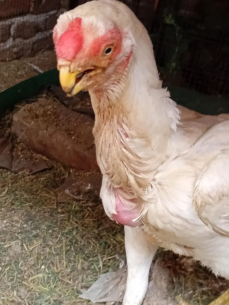 pure Indian parat beek female for sale hy — photo 3