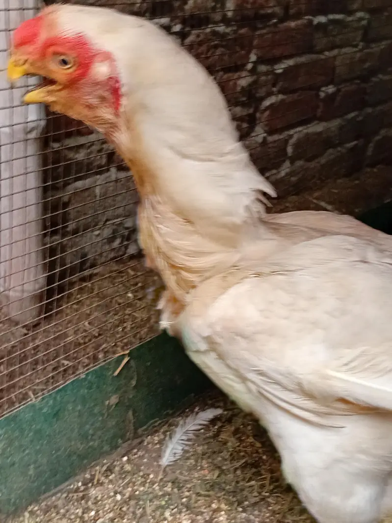 pure Indian parat beek female for sale hy — photo 4
