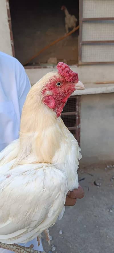 Heera Boska Murgha