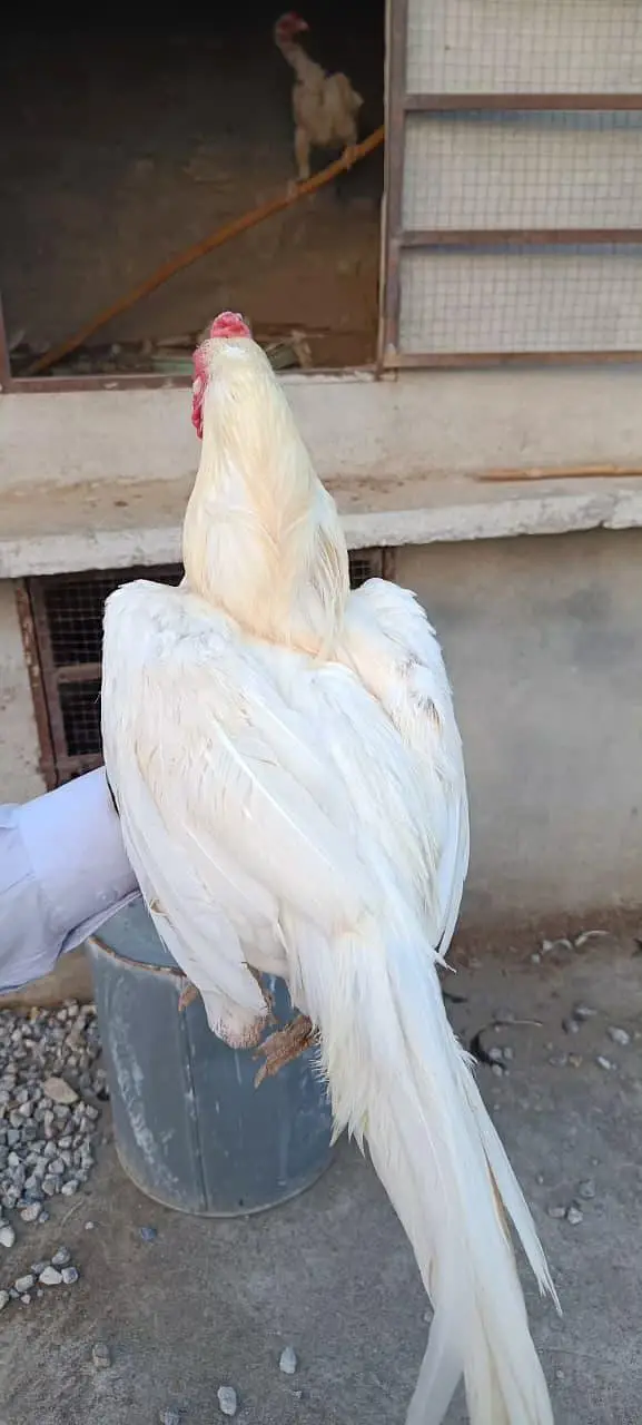 Heera Boska Murgha — photo 2