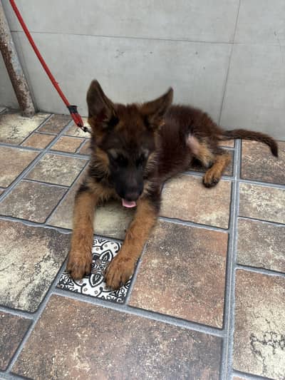 German Shephard Puppy 3 month old