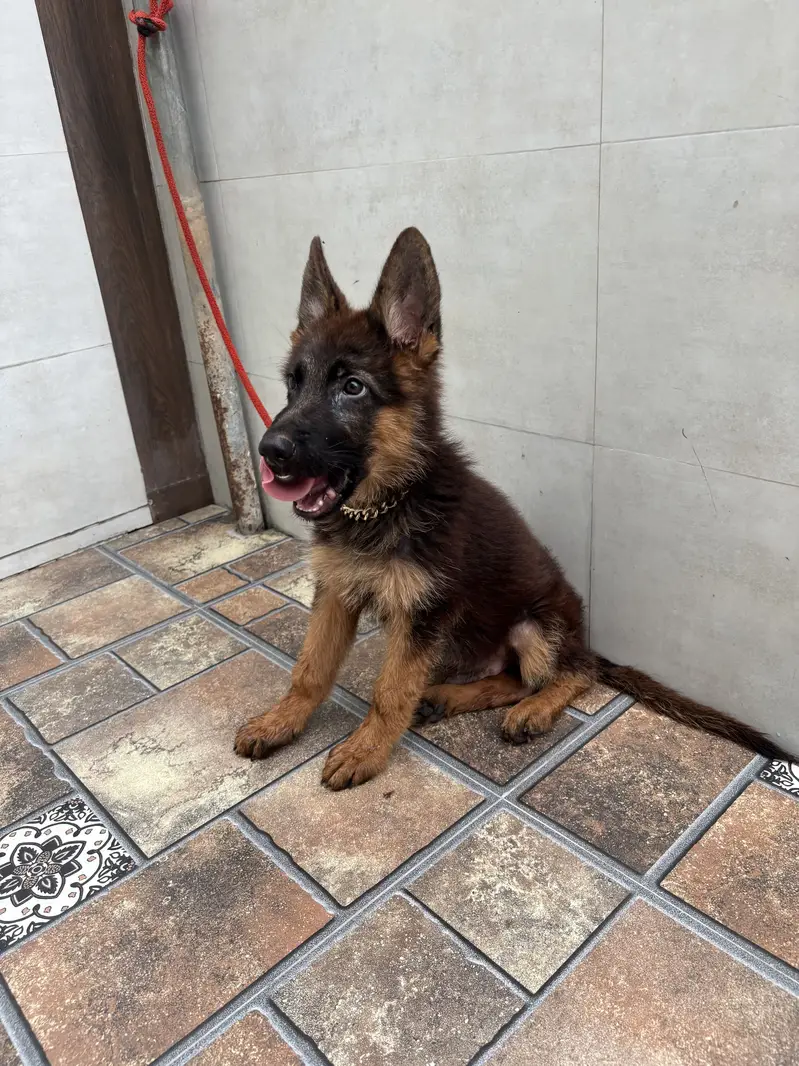German Shephard Puppy 3 month old — photo 2
