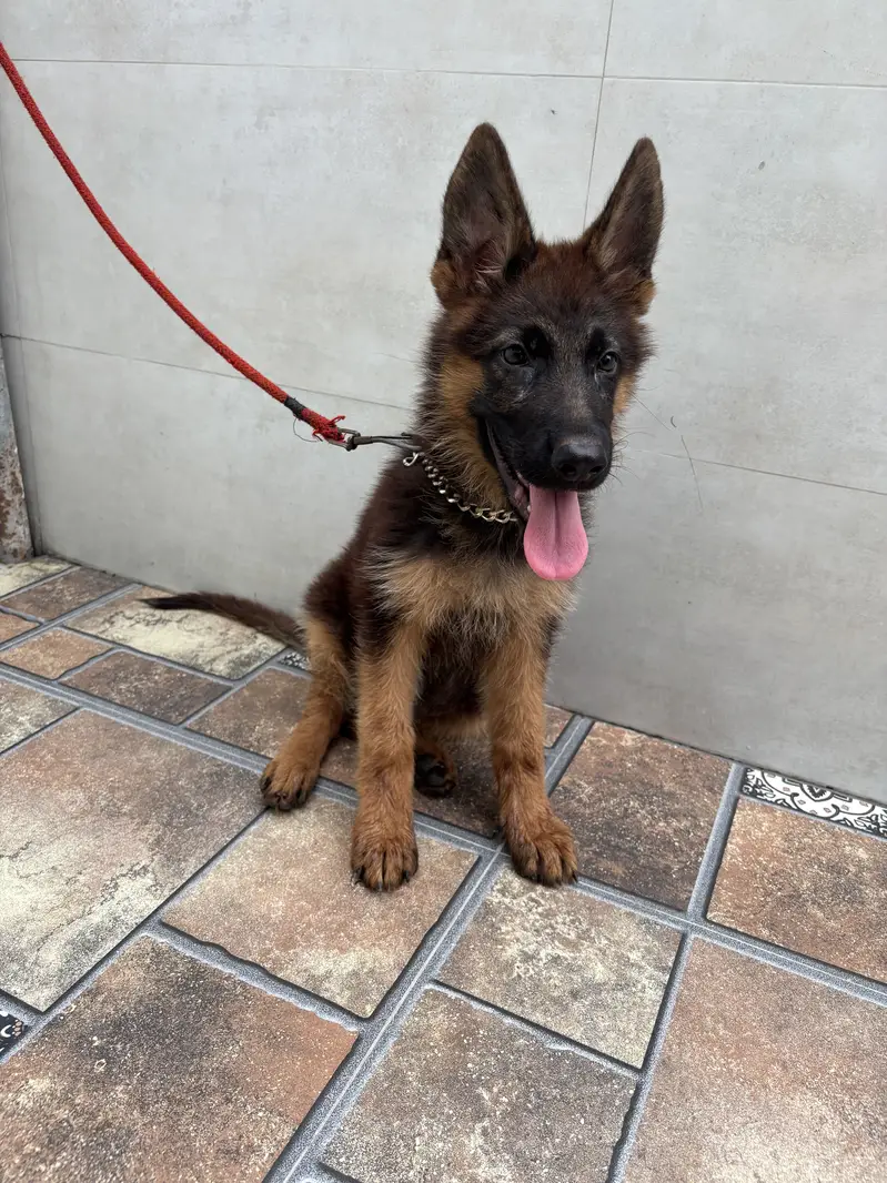 German Shephard Puppy 3 month old — photo 3
