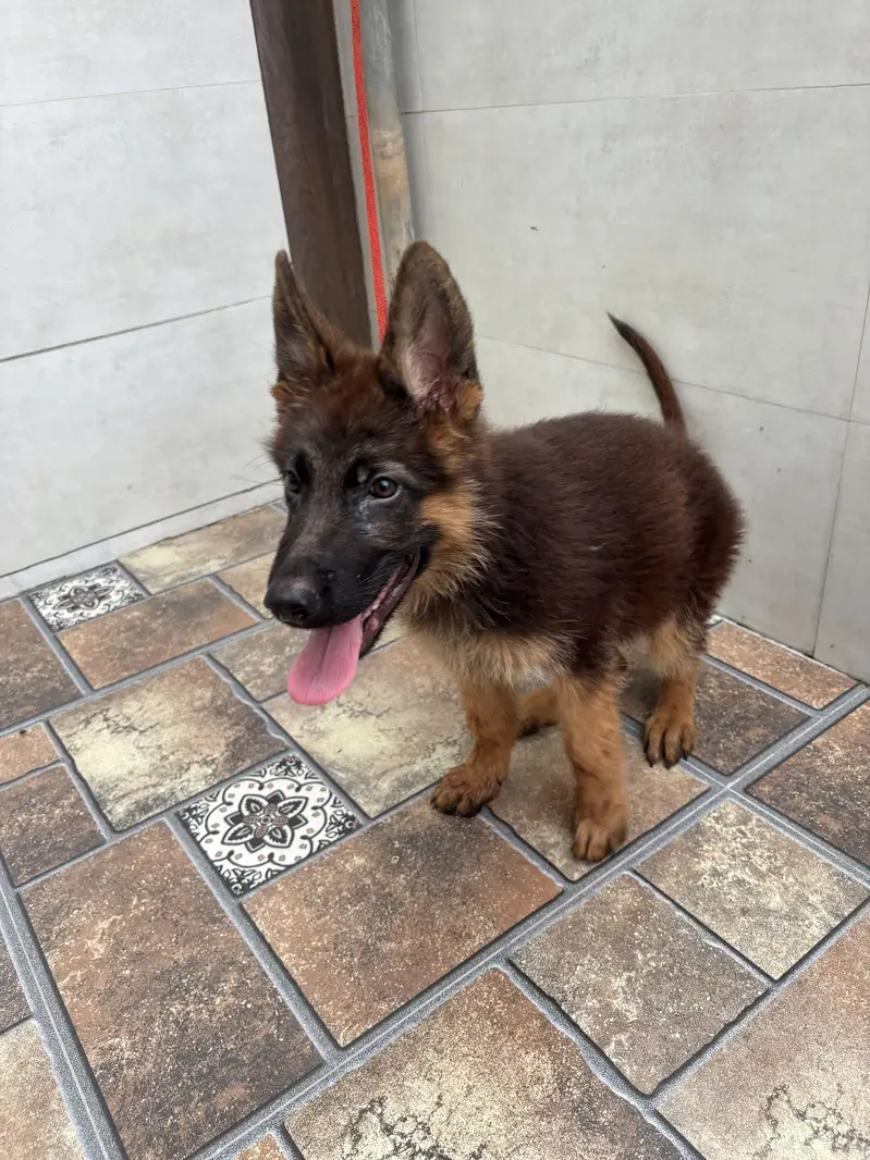 German Shephard Puppy 3 month old — photo 4