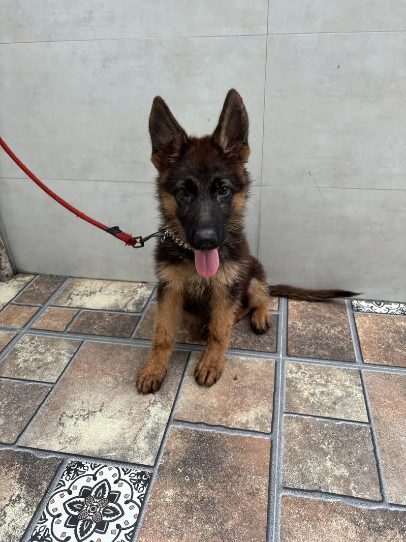 German Shephard Puppy 3 month old — photo 5