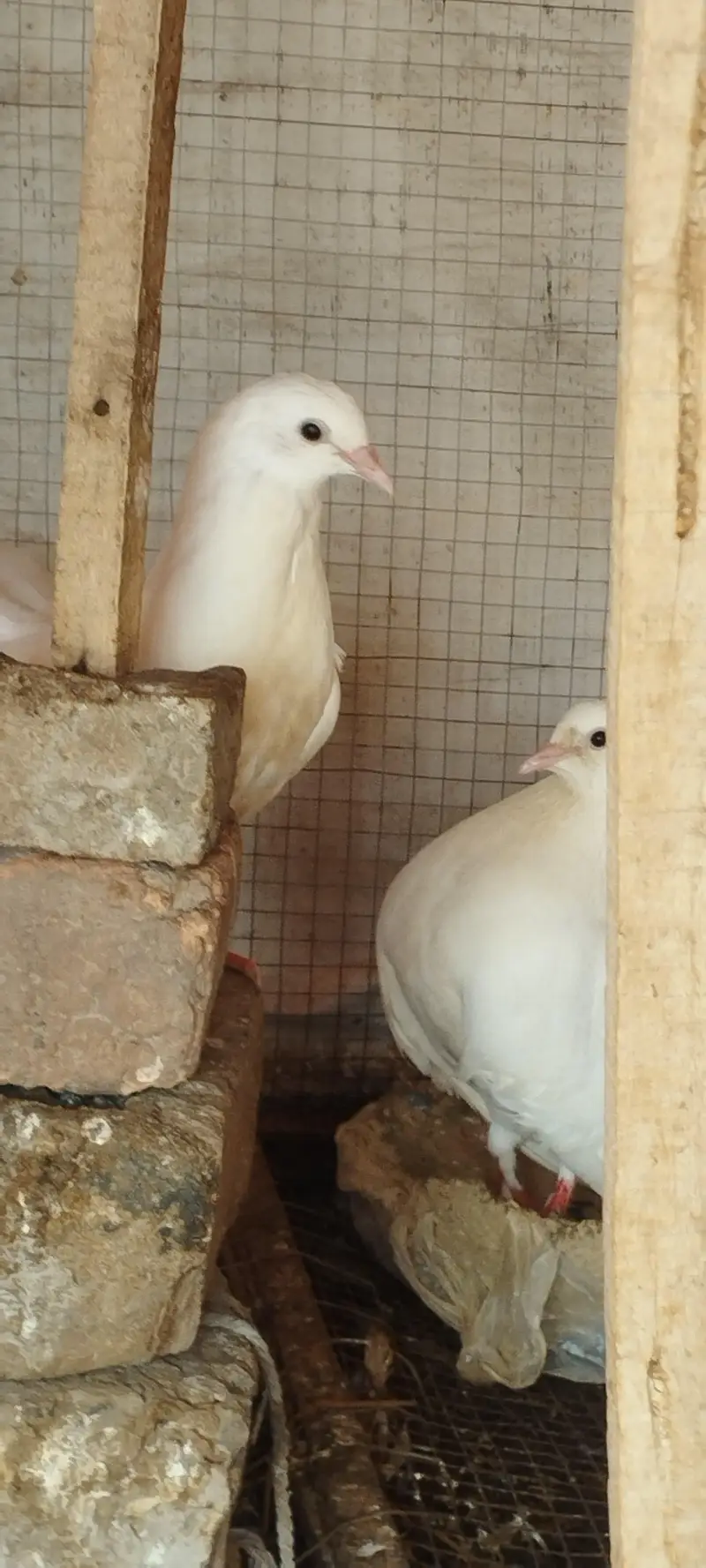 lakha kabotar for sale — photo 2