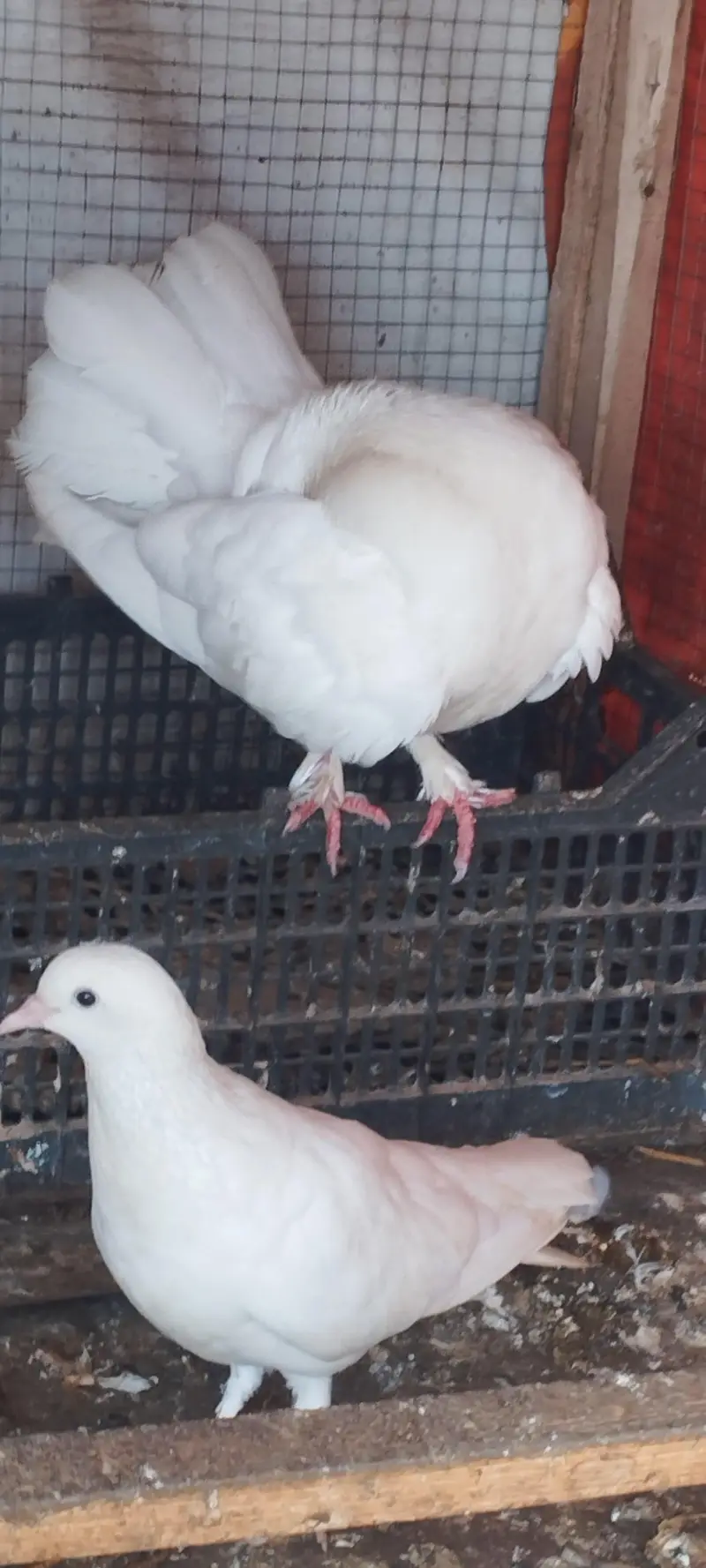 lakha kabotar for sale — photo 3