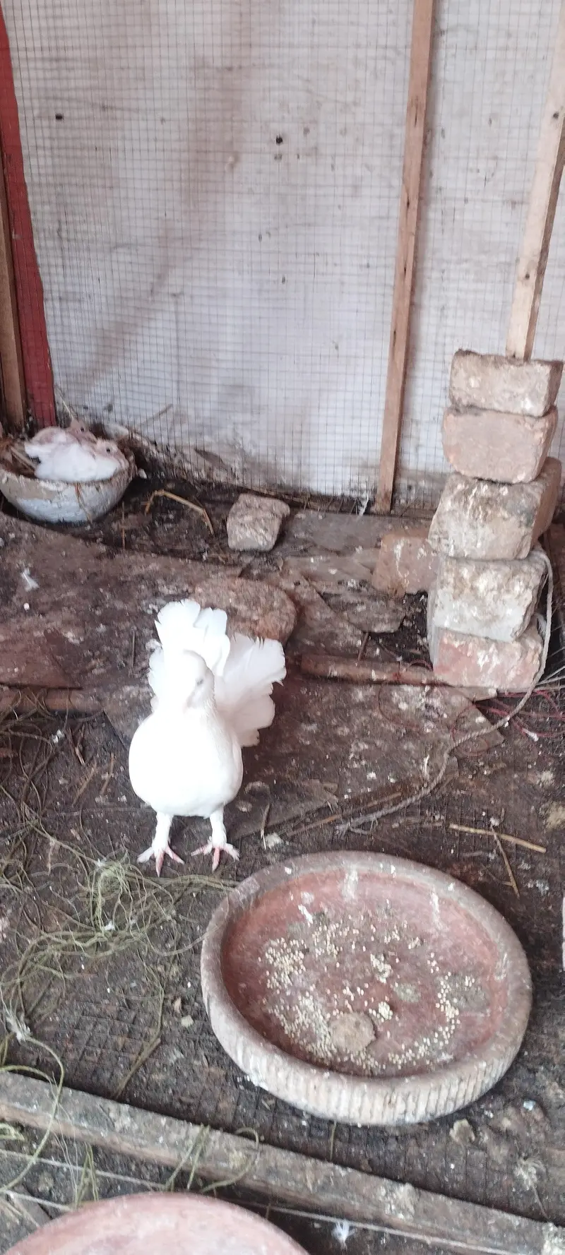 lakha kabotar for sale — photo 4