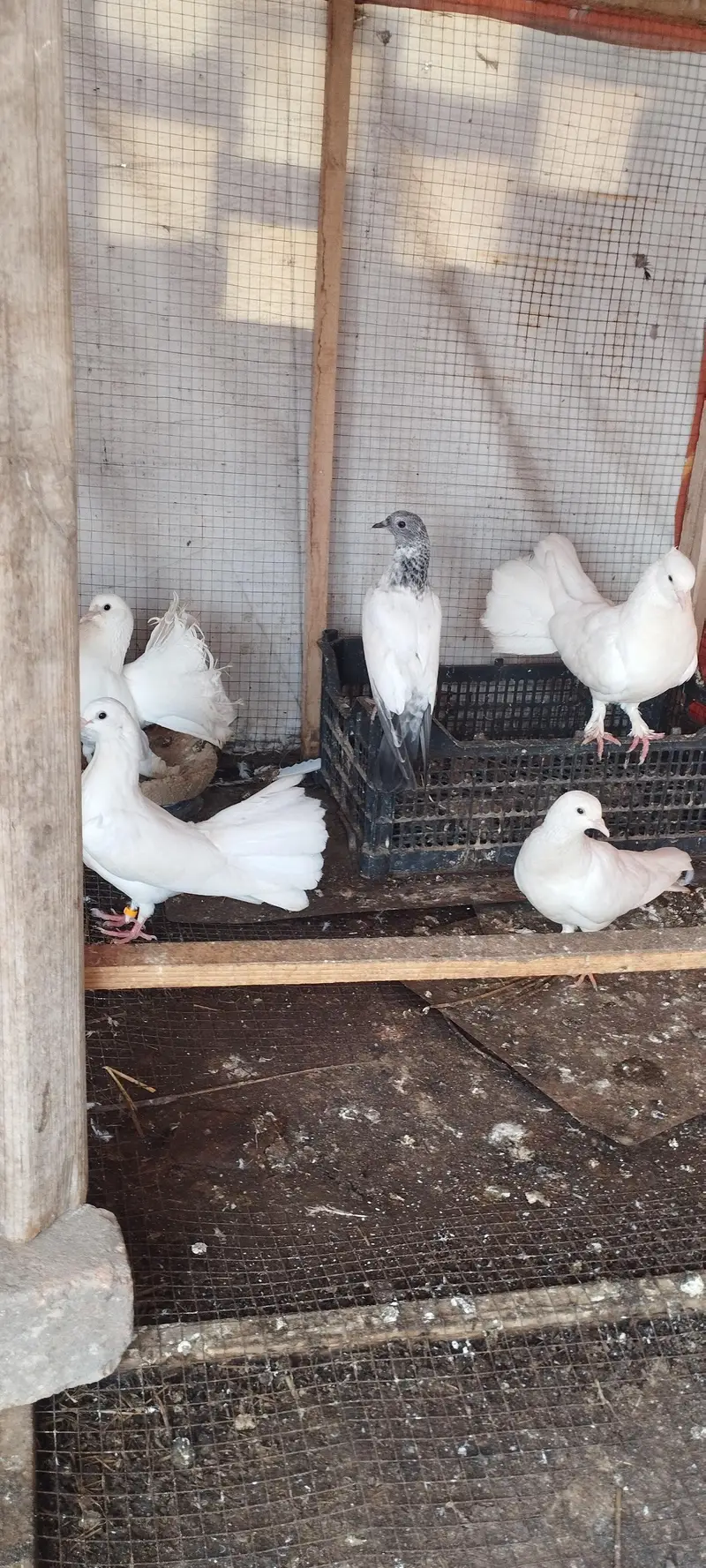 lakha kabotar for sale — photo 6