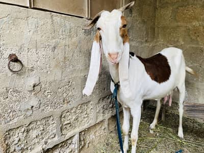 gulabi ablaq female cross makka chini 20days