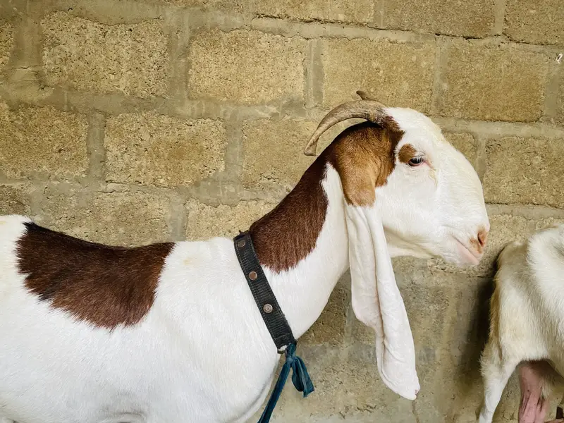 gulabi ablaq female cross makka chini 20days — photo 2
