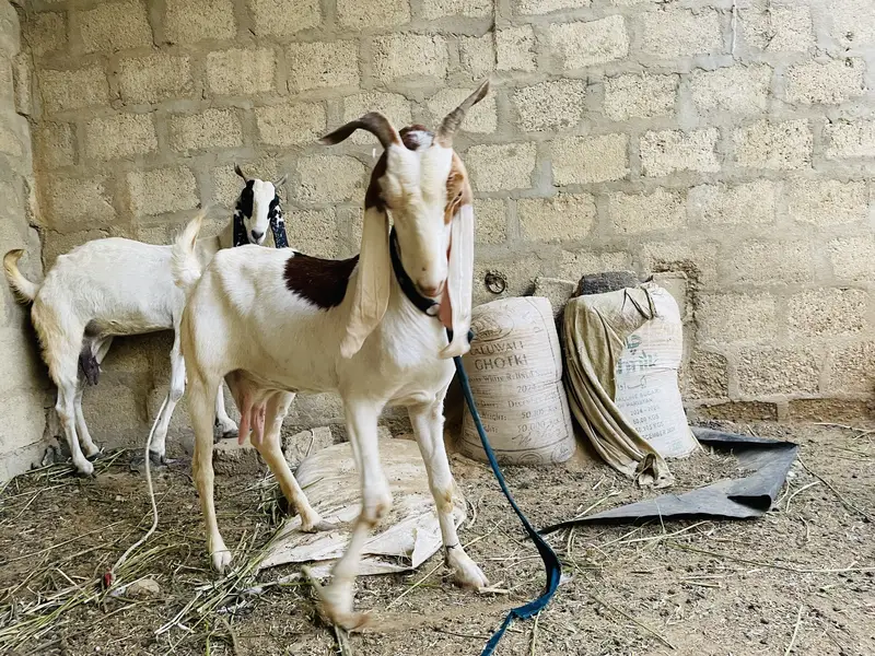 gulabi ablaq female cross makka chini 20days — photo 3