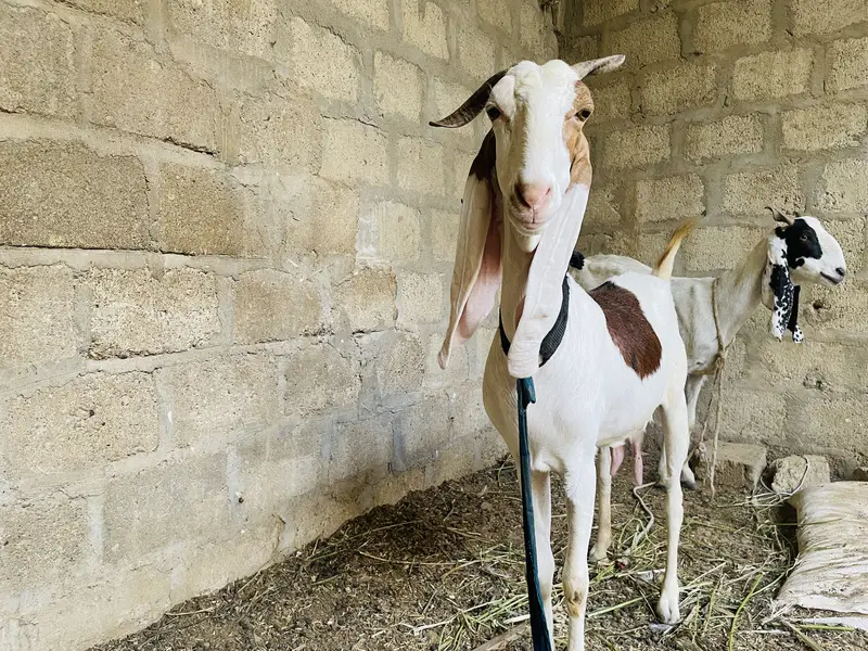 gulabi ablaq female cross makka chini 20days — photo 4