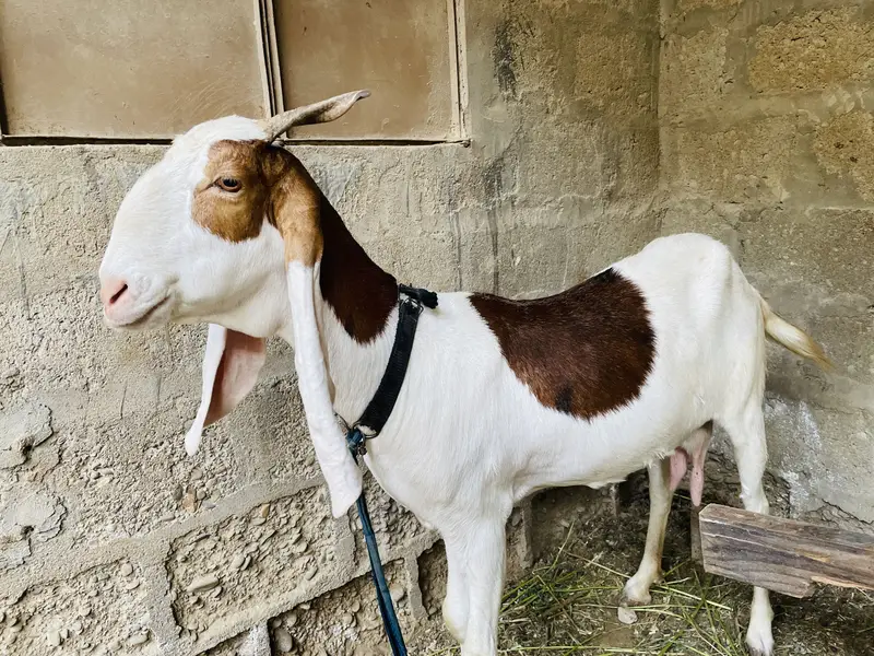gulabi ablaq female cross makka chini 20days — photo 5