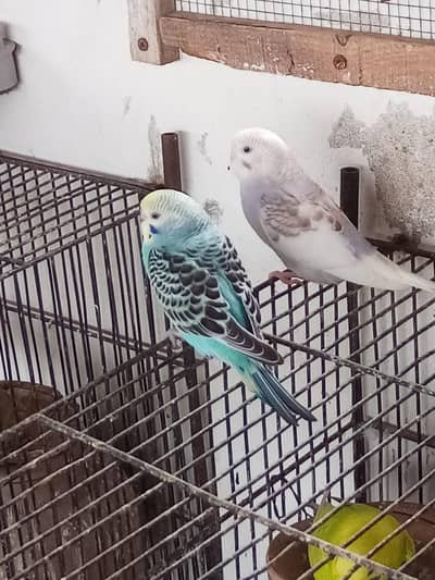Birds, Finch and Australian