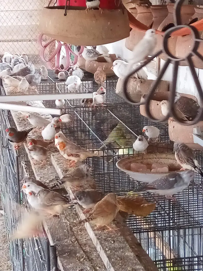 Birds, Finch and Australian — photo 2
