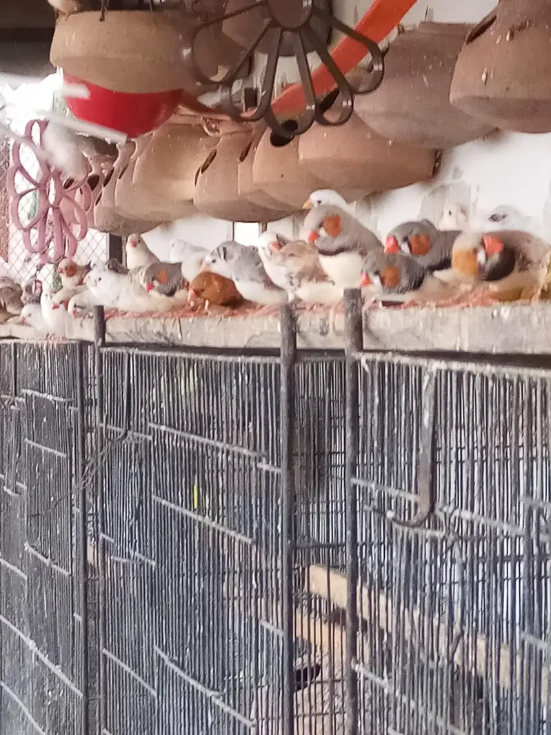 Birds, Finch and Australian — photo 3