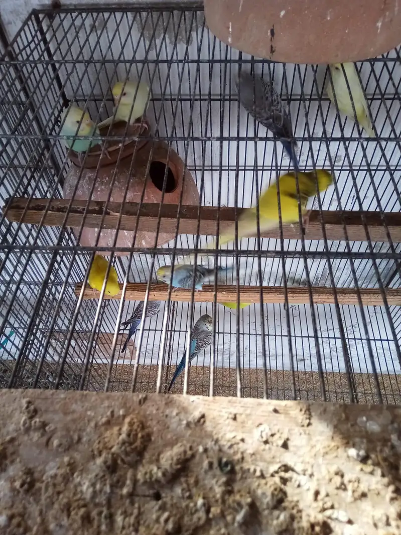 Birds, Finch and Australian — photo 5