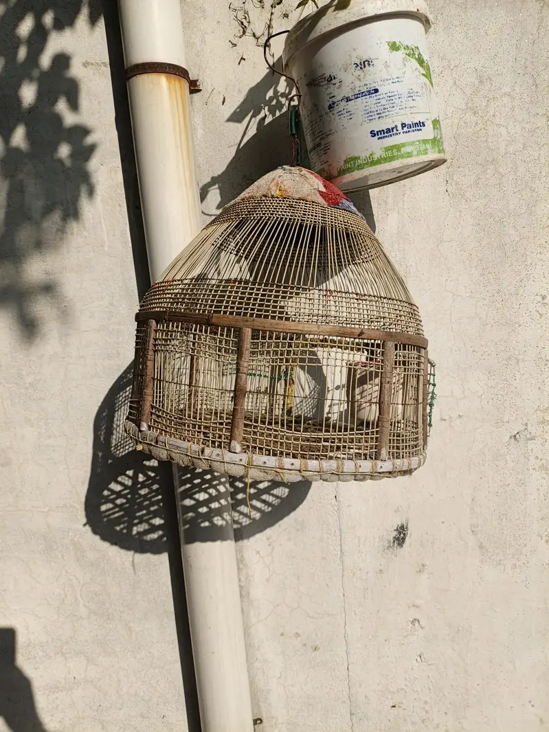 Teetar Cage — photo 2