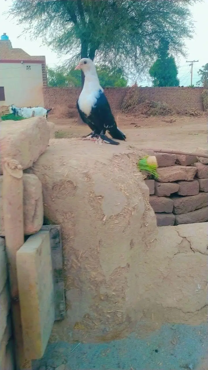 karblay path pati thor se laker he kach pra he — photo 3