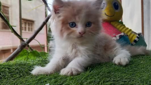 short breed rare kitten 
