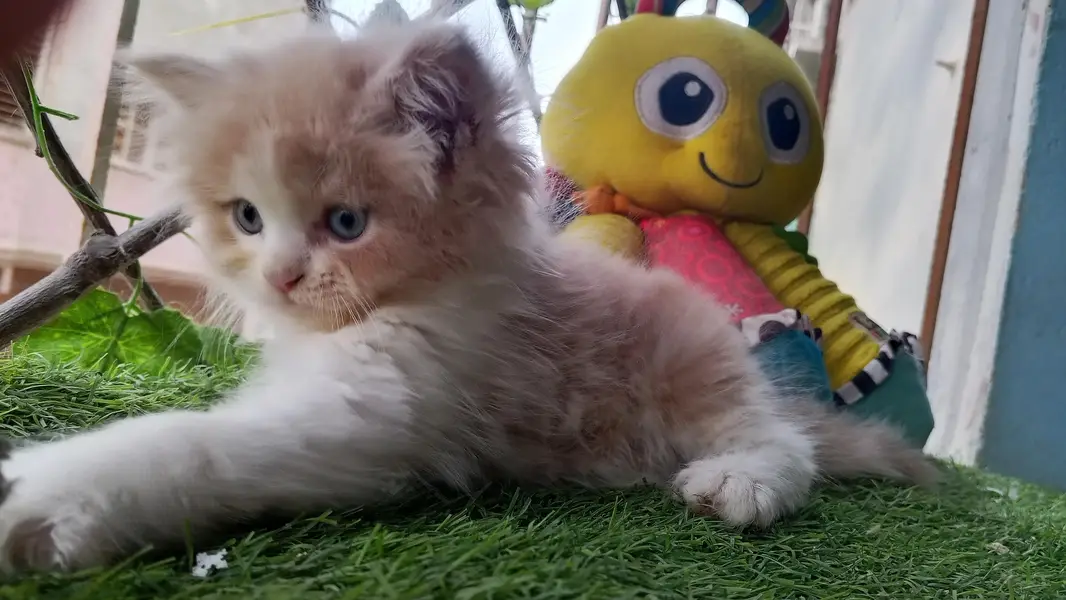 short breed rare kitten  — photo 2