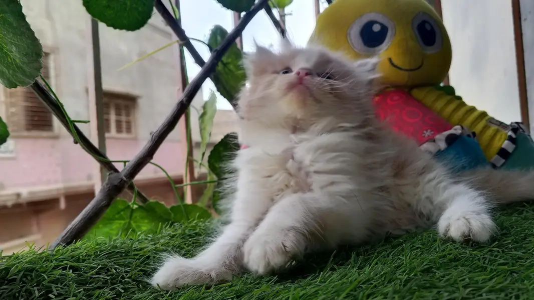 short breed rare kitten  — photo 3