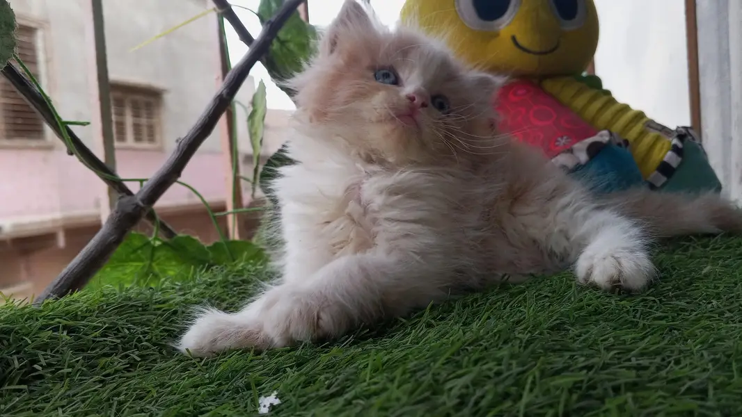 short breed rare kitten  — photo 4