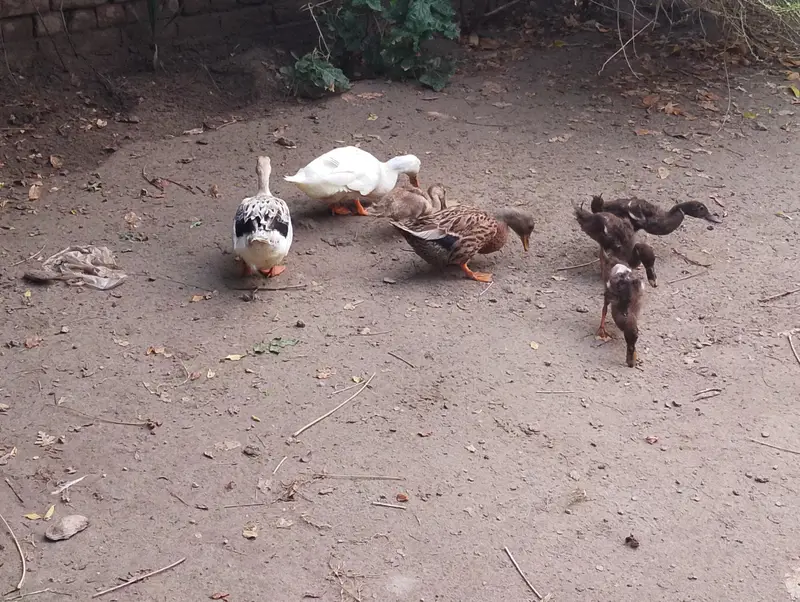 5 ducks , 7 murgain with a desi murga total 8