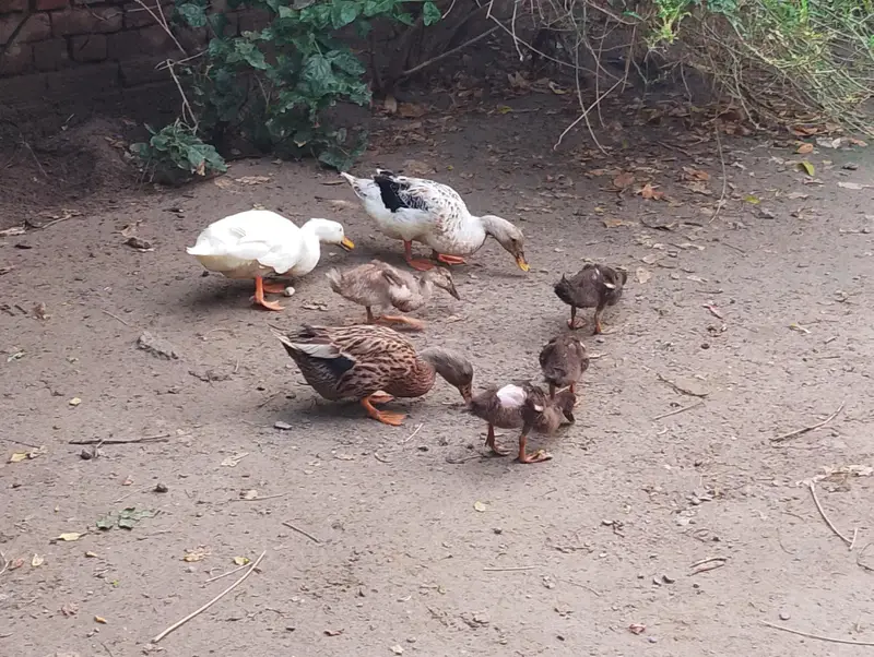 5 ducks , 7 murgain with a desi murga total 8 — photo 2