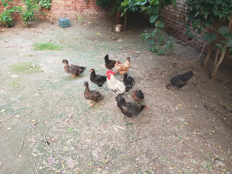 5 ducks , 7 murgain with a desi murga total 8 — photo 3