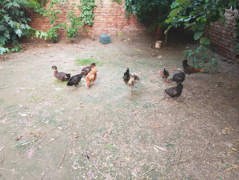 5 ducks , 7 murgain with a desi murga total 8 — photo 4