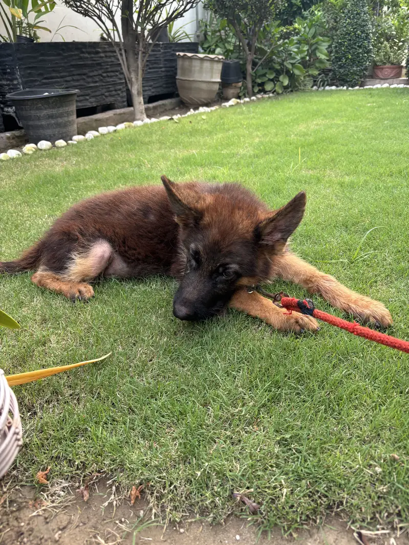German Shephard Puppy 3 month old — photo 6