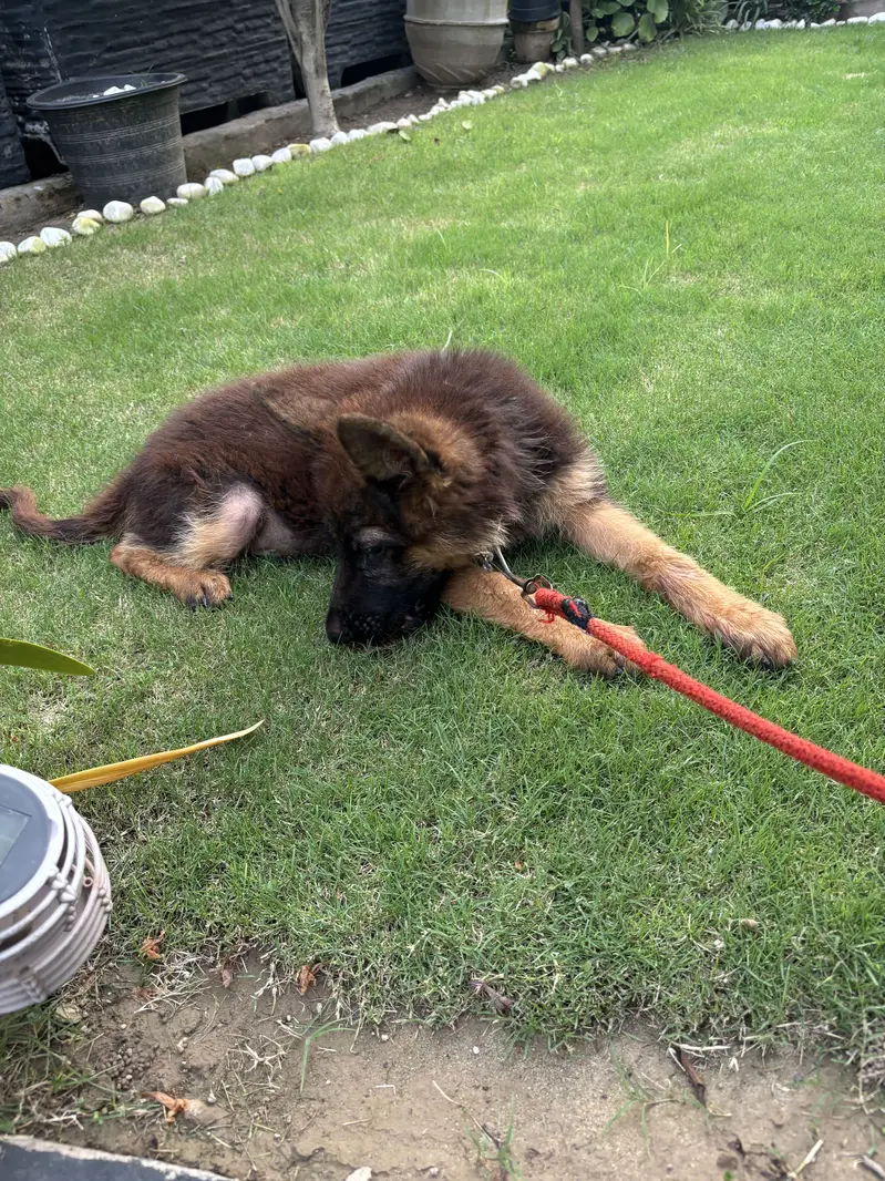 German Shephard Puppy 3 month old — photo 7