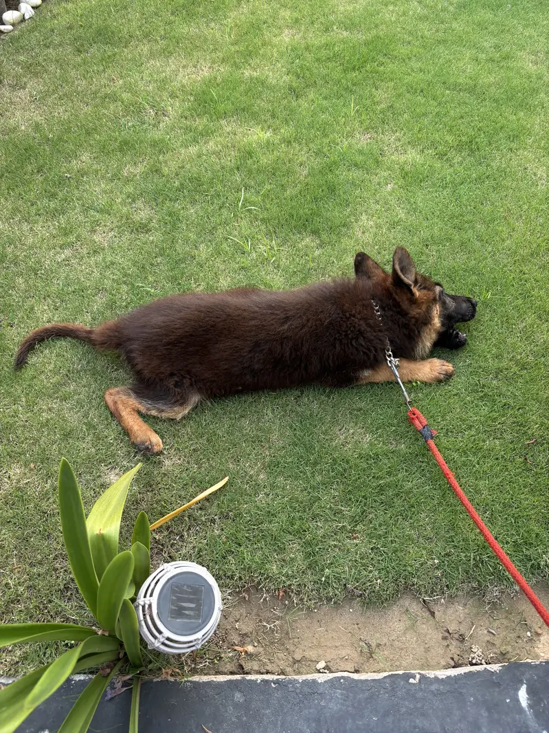 German Shephard Puppy 3 month old — photo 8