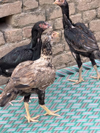 Aseel Mianwali Hens