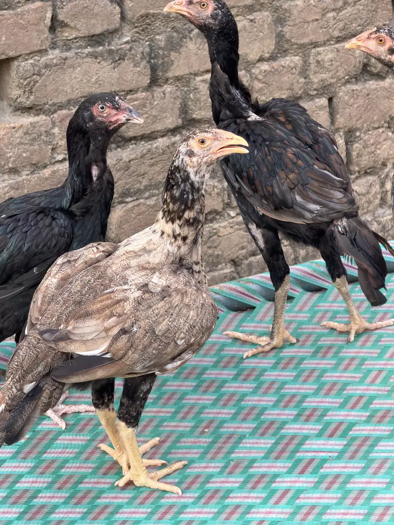 Aseel Mianwali Hens — photo 2