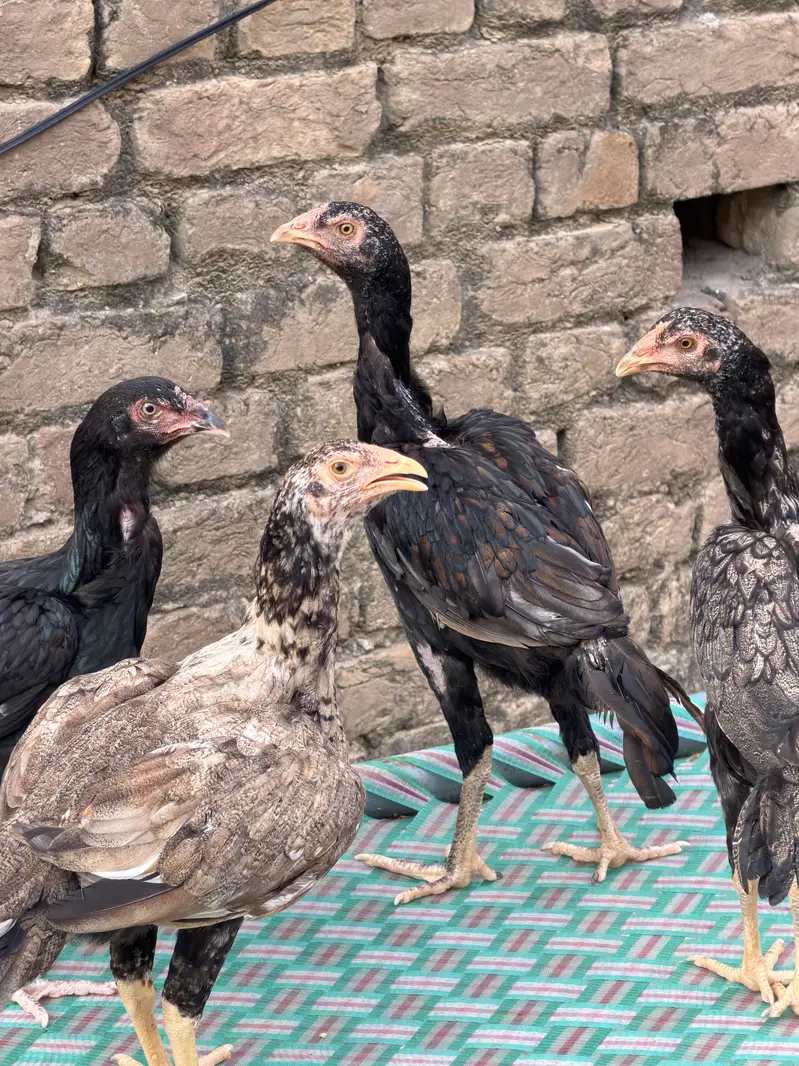 Aseel Mianwali Hens — photo 3