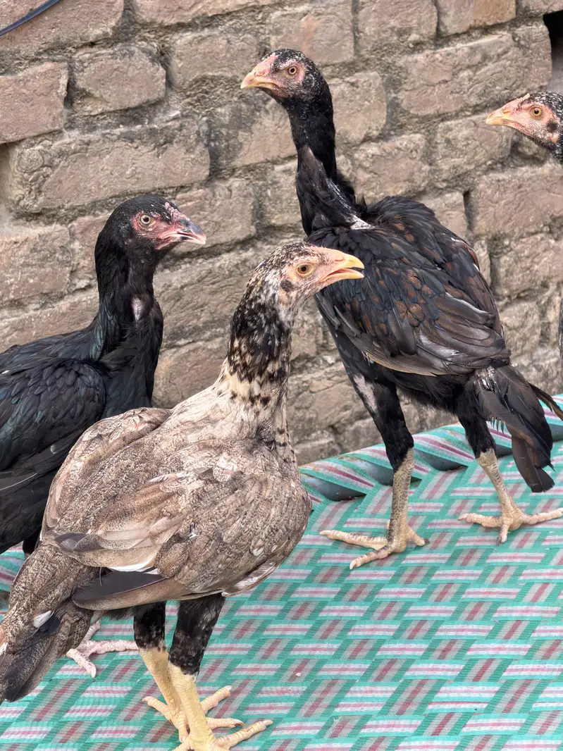 Aseel Mianwali Hens — photo 4